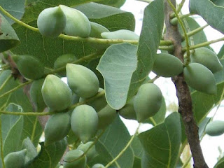 kakadu plum fruit images