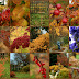 Autumn Colors in our Garden