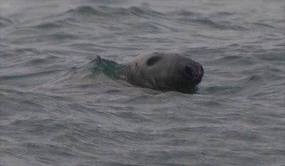 Grey Seal (Halichoerus grypus)