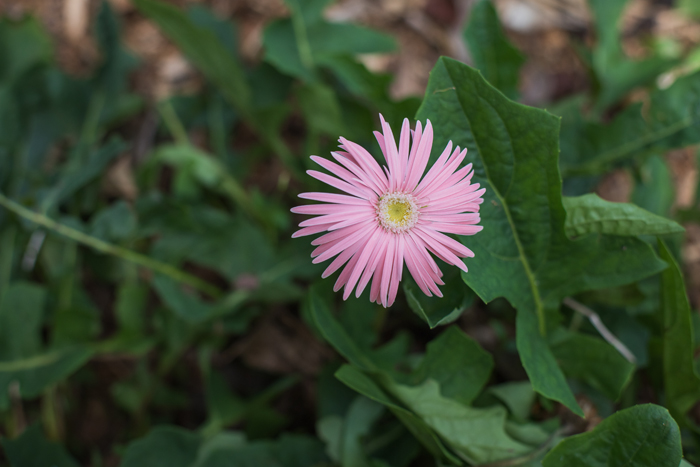 pink flower petals