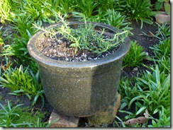 Rosemary