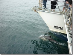 Dolphin08