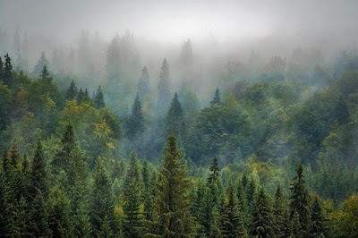 pemandangan-alam-hutan-kabut-misty
