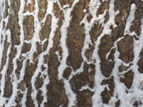 snow on bark