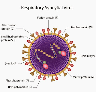 Virus RSV