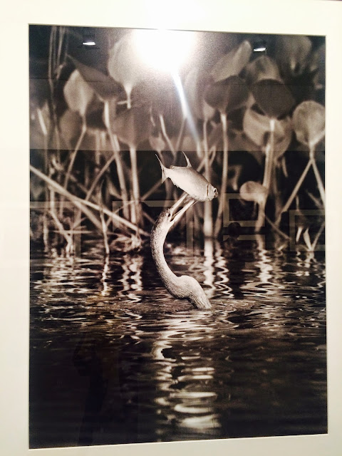 'GÉNESIS' BY SEBASTIÃO SALGADO | A NATUREZA 'AS IS'