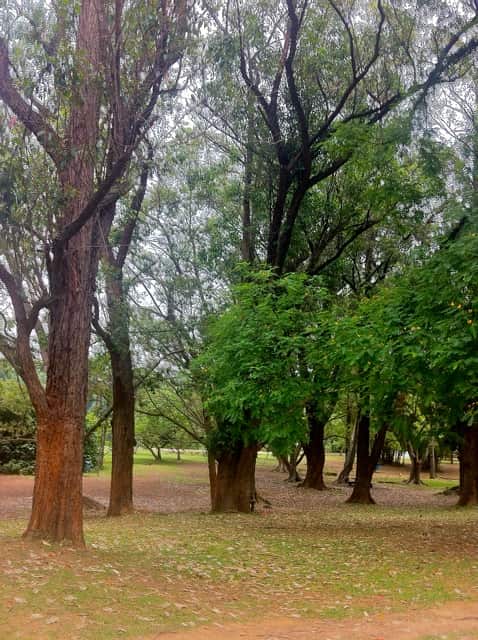 Parque Ibirapuera