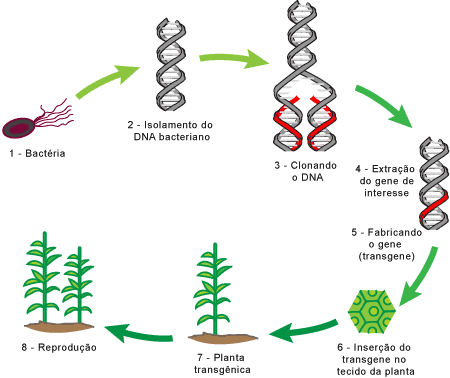 Resultado de imagem para organismo geneticamente modificado