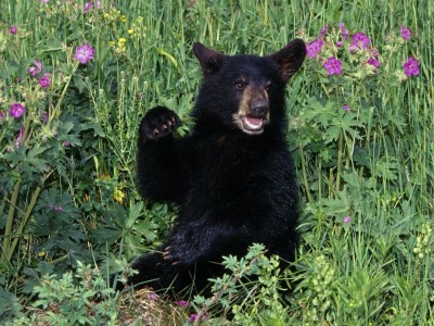 Funny american black bear