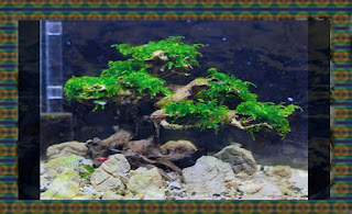 Aquascape Tema Bonsai