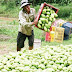 Kampong Speu fruit processing factory breaks ground