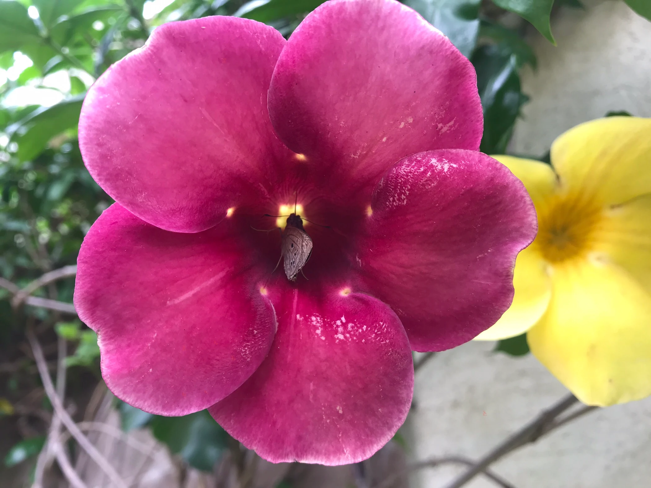 Borboleta Carystus lota na Alamanda