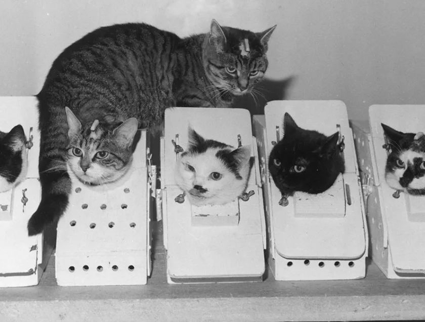 Félicette: The Cat Who Went to Space