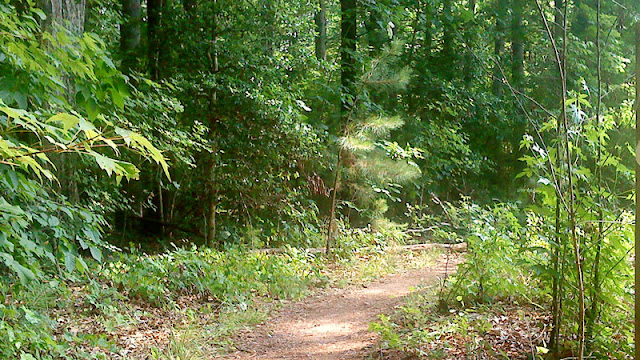 Falls Lake Trail Section 1 leafy single-track