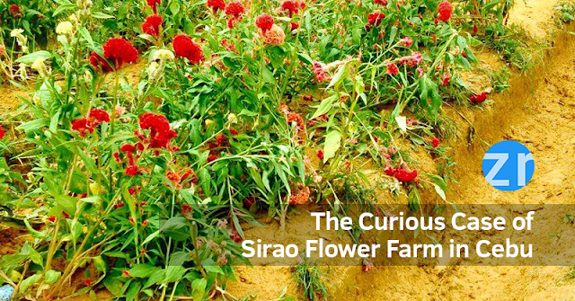 The Curious Case of Sirao Flower Farm in Cebu