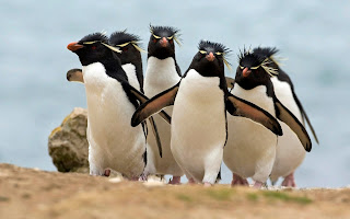 Penguins Cute Desktop Wallpaper 1920x1200