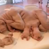 SUBHANALLAH JELMAAN ANJING SEPERTI MANUSIA, ADAKAH MAHLUK INI TELAH MELAKUKAN PERBUATAN TERKUTUK.....JOM SAKSIKAN KISAH INI