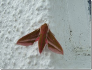 DSCF2247