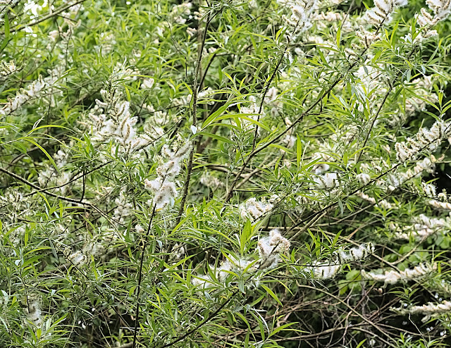 White willow bush covered in seeding catkins