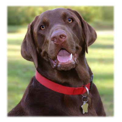 labrador dog breed,Labrador Retriever, types of Labradors, Labrador Retrievers, Labrador dogs, an ideal dog, Labrador Retriever Dog