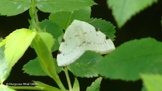 Lomographa bimaculata DSC172055