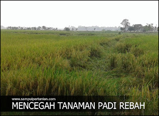 Cara mencegah tanaman padi tidak rebah atau ayeuh pada musim hujan