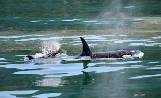 Whale watching in mirissa