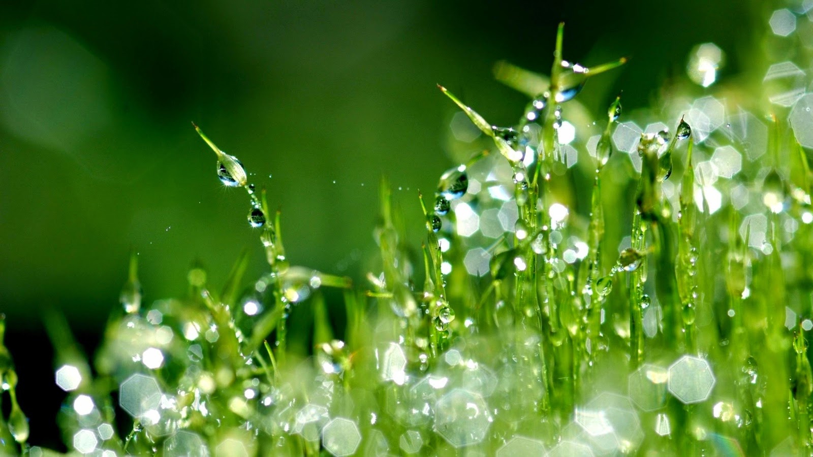 http://wallpaperscraft.com/download/grass_moisture_dew_drops_morning_17514/