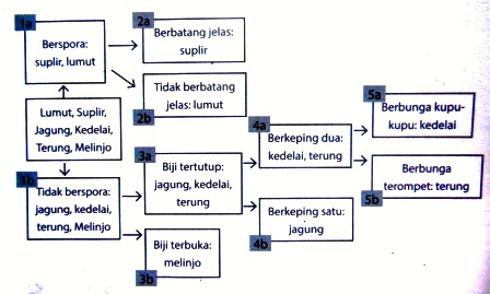 Klasifikasi Dikotom  dan Kunci  Determinasi