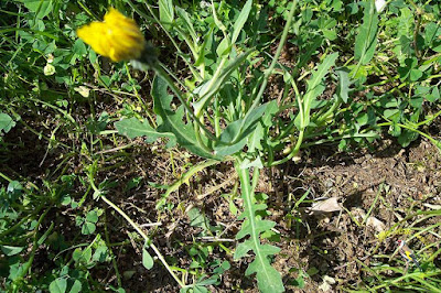 Proprietà, usi e ricette delle erbe alimentari spontanee estive della Basilicata