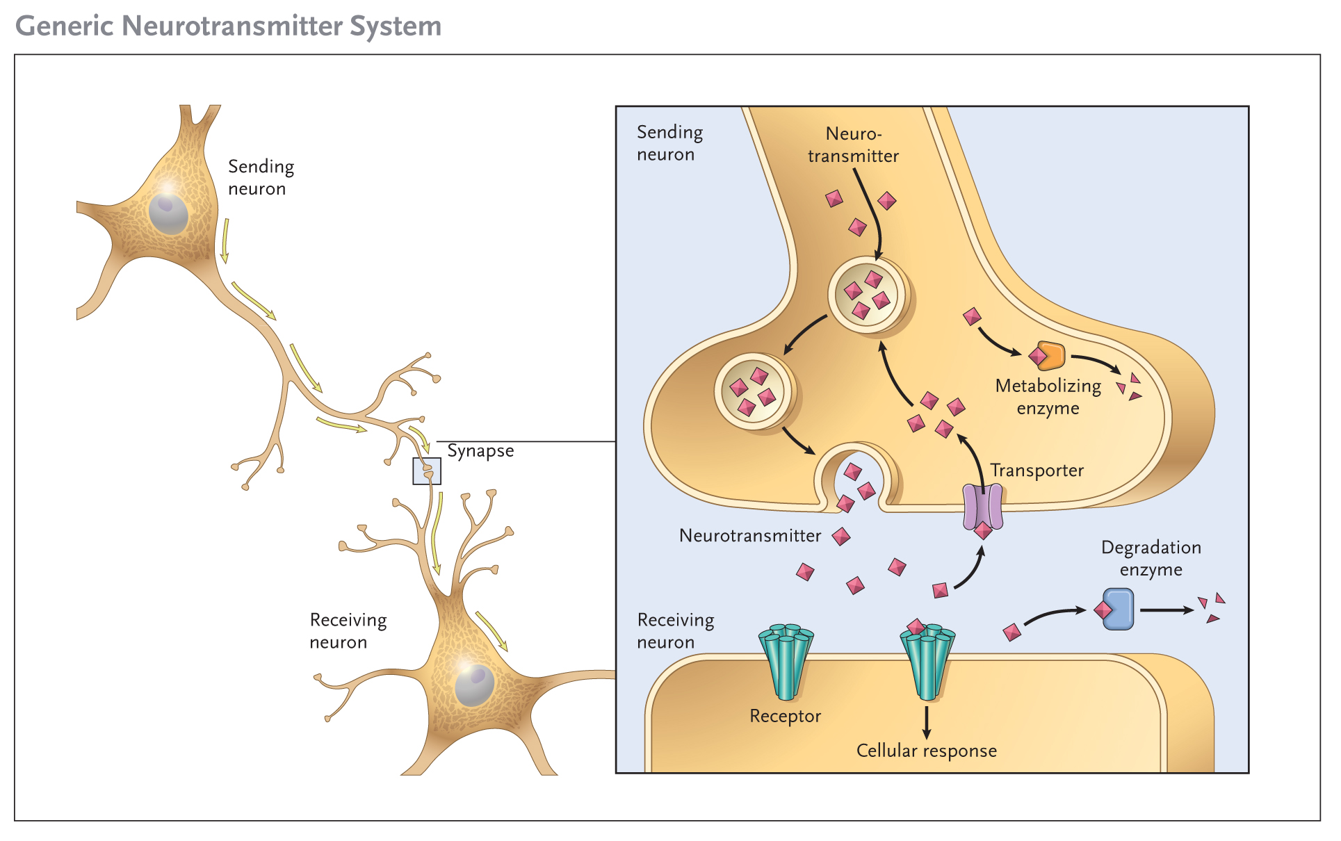 neurotransmitter