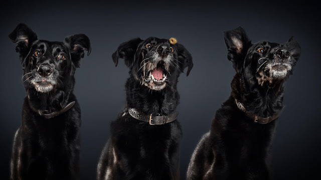 Expressões hilariante de cães famintos ao ganhar suas deliciosas guloseimas