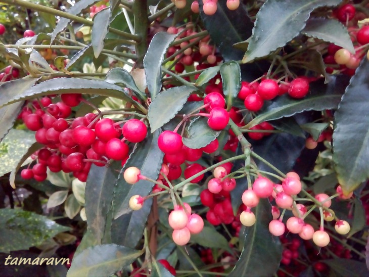 Ардизия городчатая (Ardisia crenata)