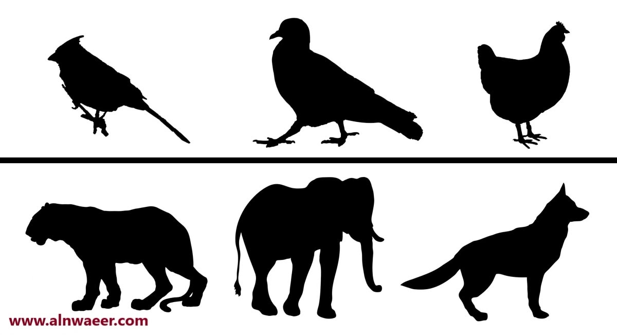 ما ينطبق على تنفس الطيور والثدييات معًا