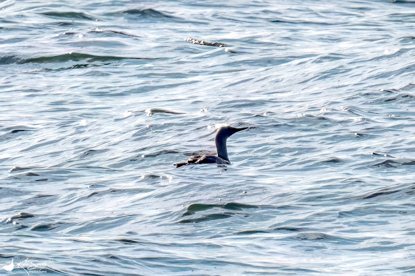 Red-throated diver