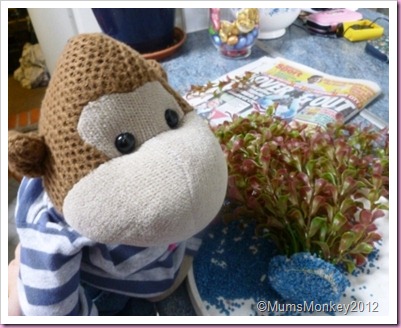 Aquatic Plant