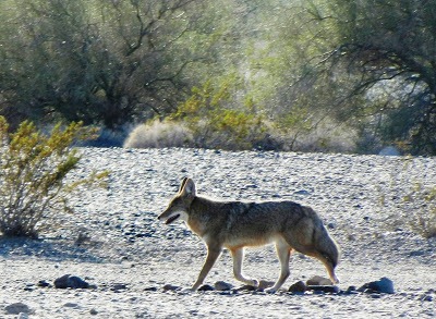 Coyote walking along the road in front of The Palms