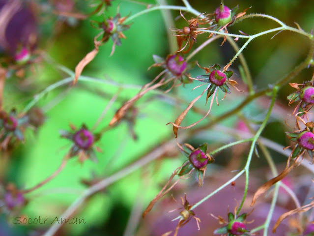 Saxifraga cortusaefolia