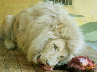 White Lion Wallpaper