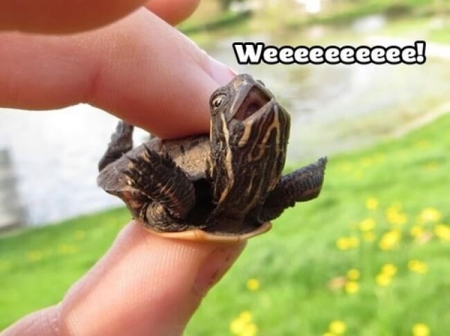 25 Thrilling Images That Made Our Day - This turtle knows how to celebrate life