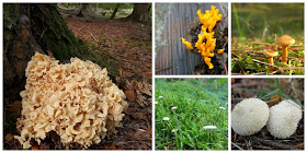 Unusual mushrooms in Scotland