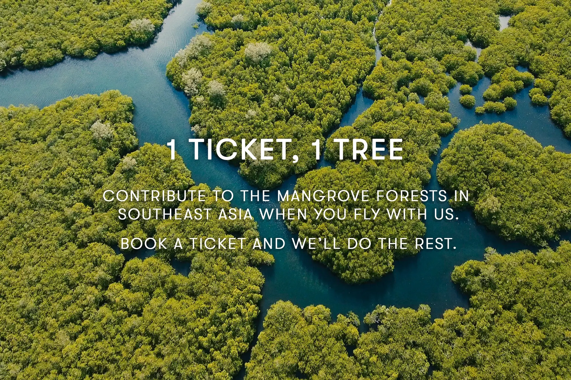 mangrove forest top view aerial