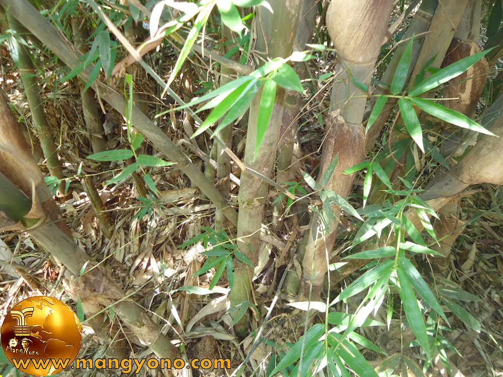  Bambu  Tali  Gigantochloa apus 