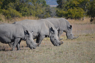 Rhinos at Mabula Game Reserve