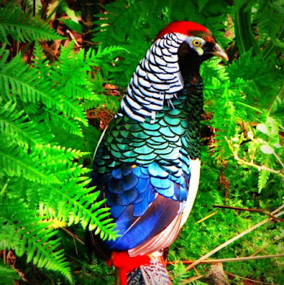 Exotic Birds Pictures on Facts Around Us  World   S Most Exotic Bird Photography