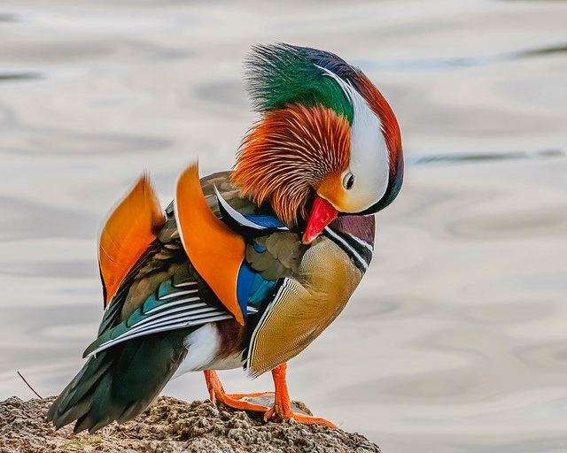 male and female mandarin ducks