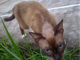 foto seekor kucing siam bernama mocca 07