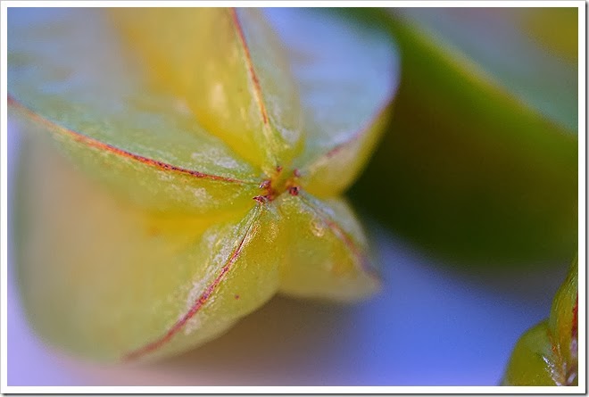 public-domain-pictures-star-fruit-1 (1597) public-domain-pictures-star-fruit-1 (1597)