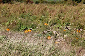 pumpkins in the field