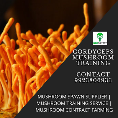 Cordyceps Mushroom Training in Maharashtra